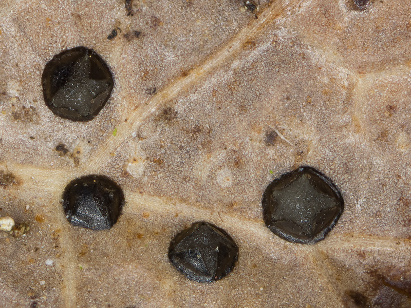 Coccomyces dentatus